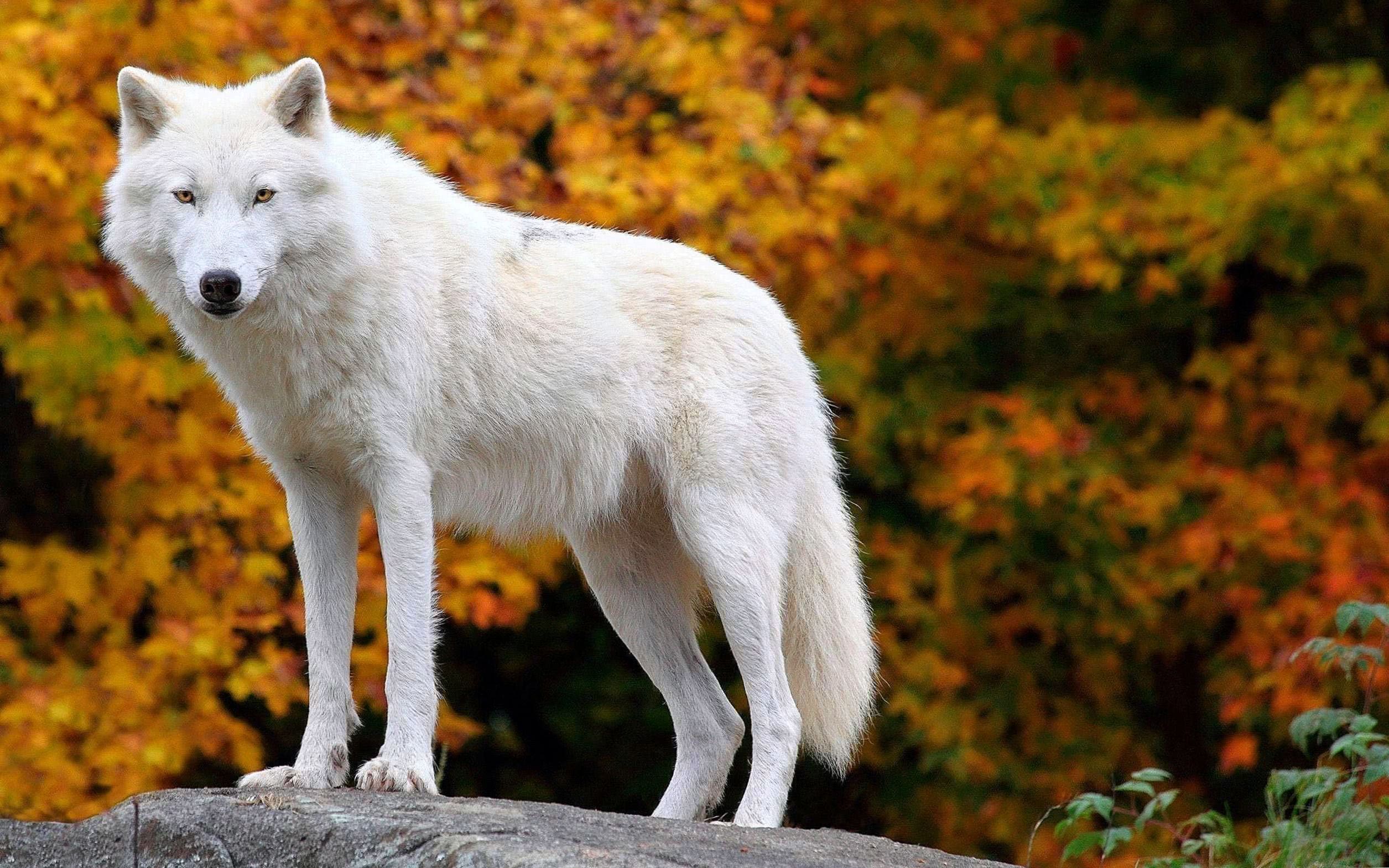 The Arctic Wolf Wallpaper Image 1