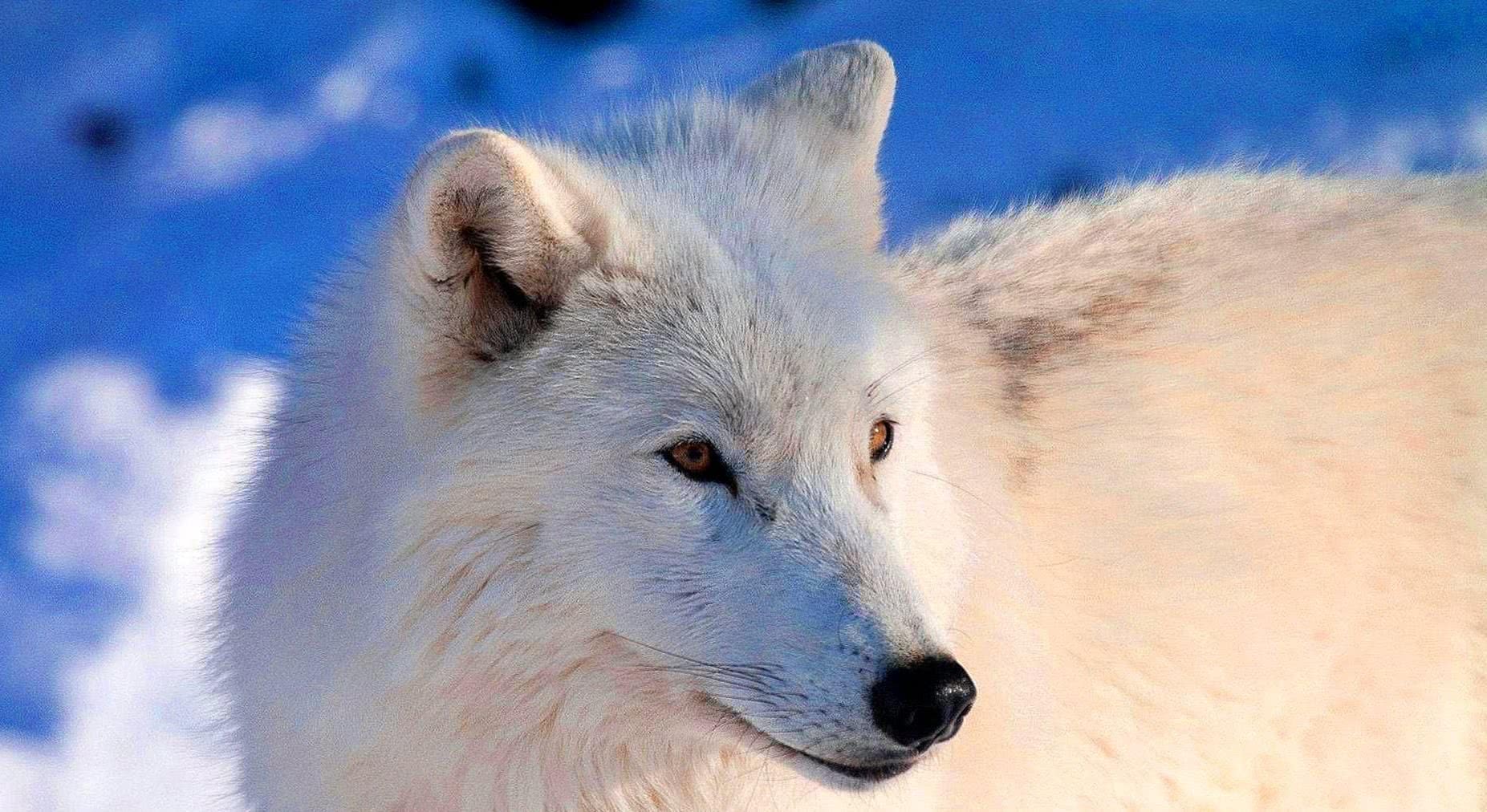 Arctic Wolves Wallpapers