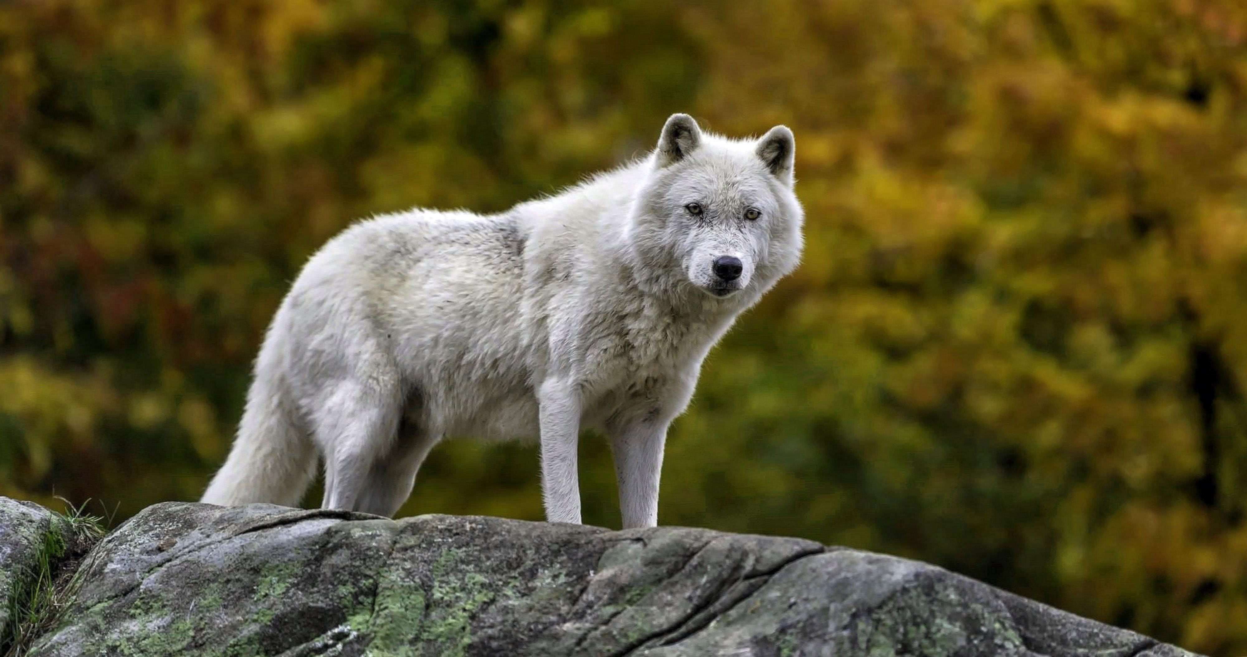 White Wolf 4K Wallpapers free download