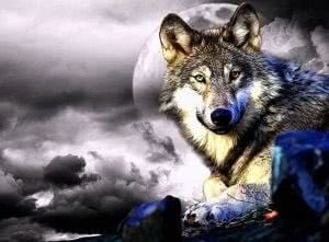 Awesome Beautiful Wolf Wallpaper Image 1