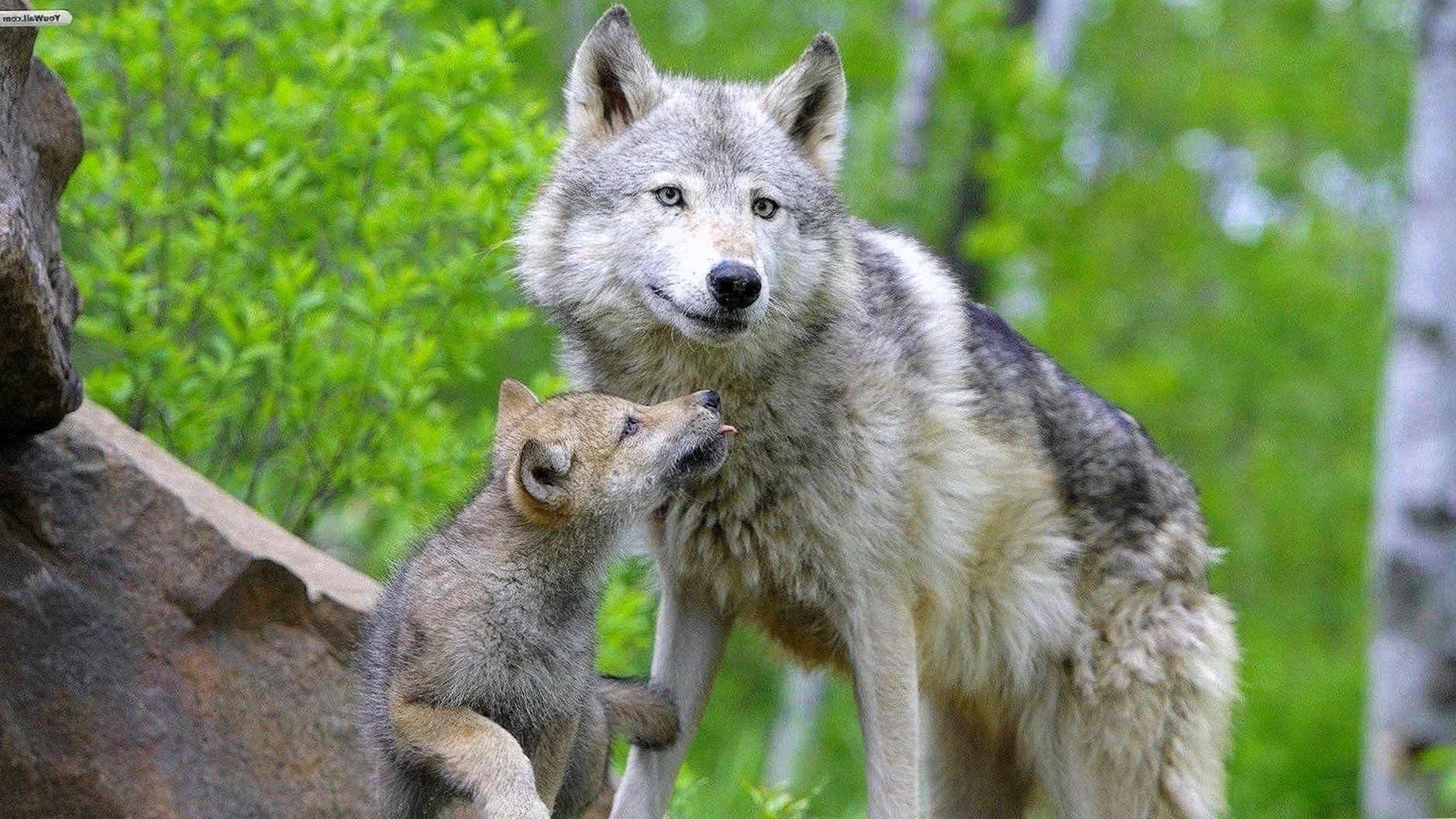 baby wolves wallpaper background image 2