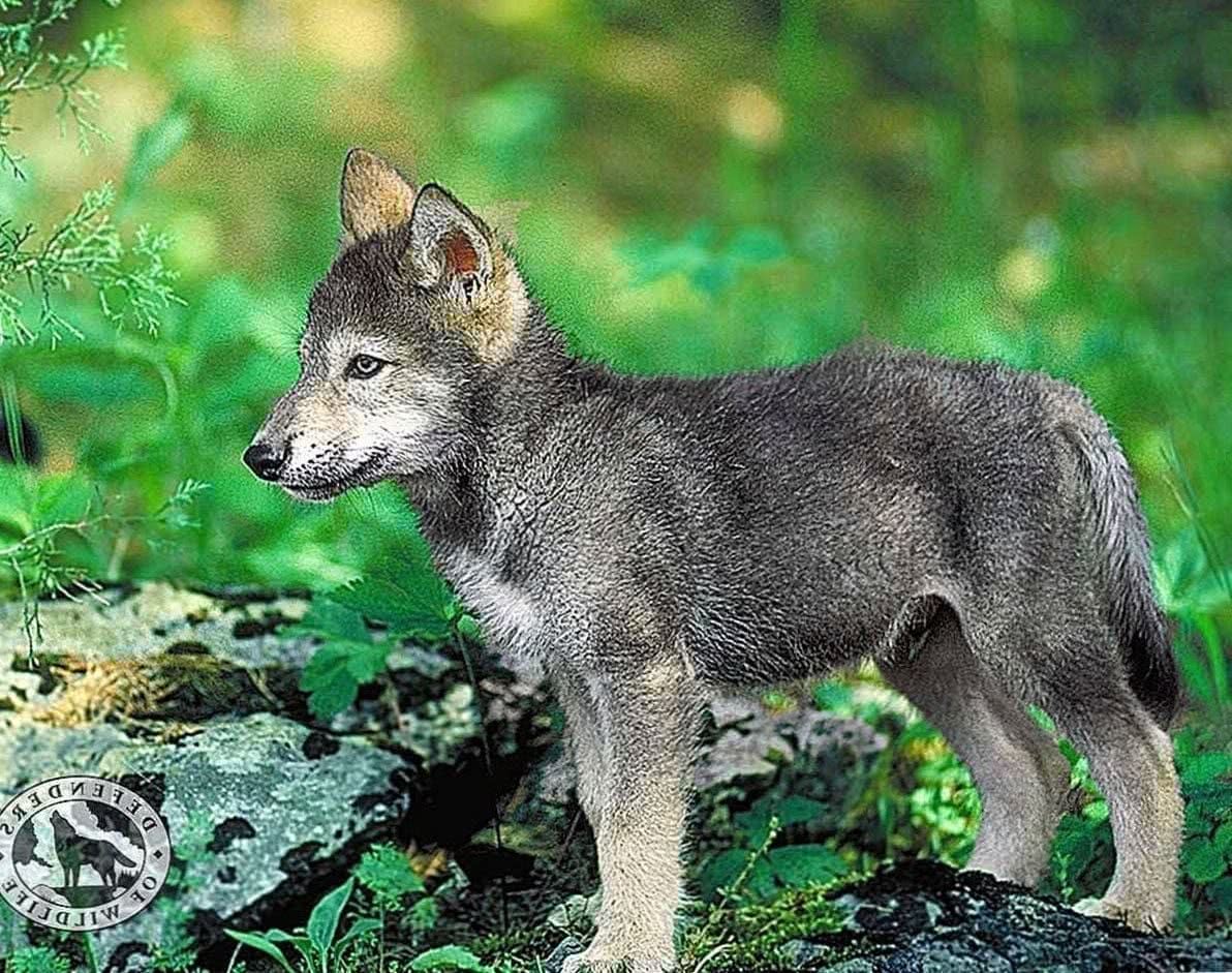 Wolf Puppies Wallpaper Image 1