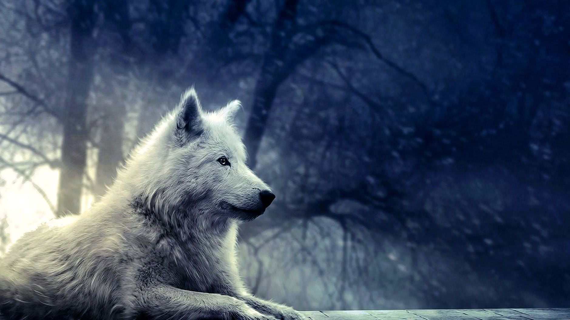 cute wallpaper wolf background image 5