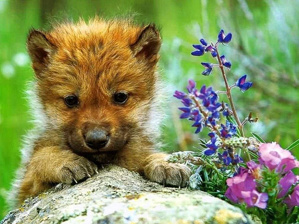 cute baby wolf wallpaper background image 4