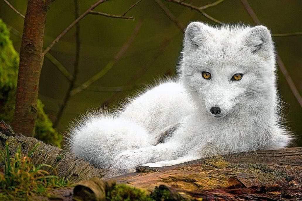 Wallpapers Of Baby Wolf