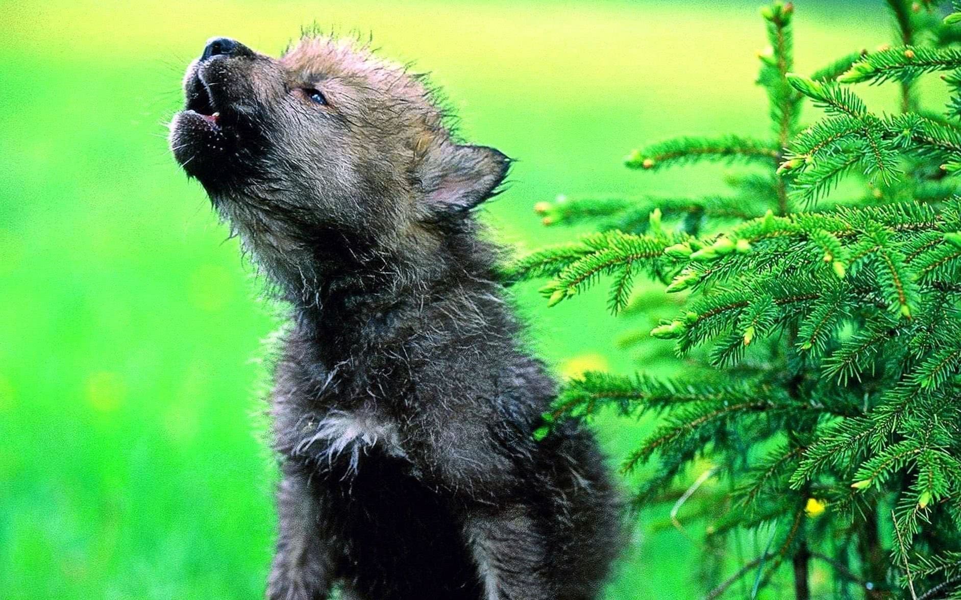 Baby Wolf Wallpapers For Phone