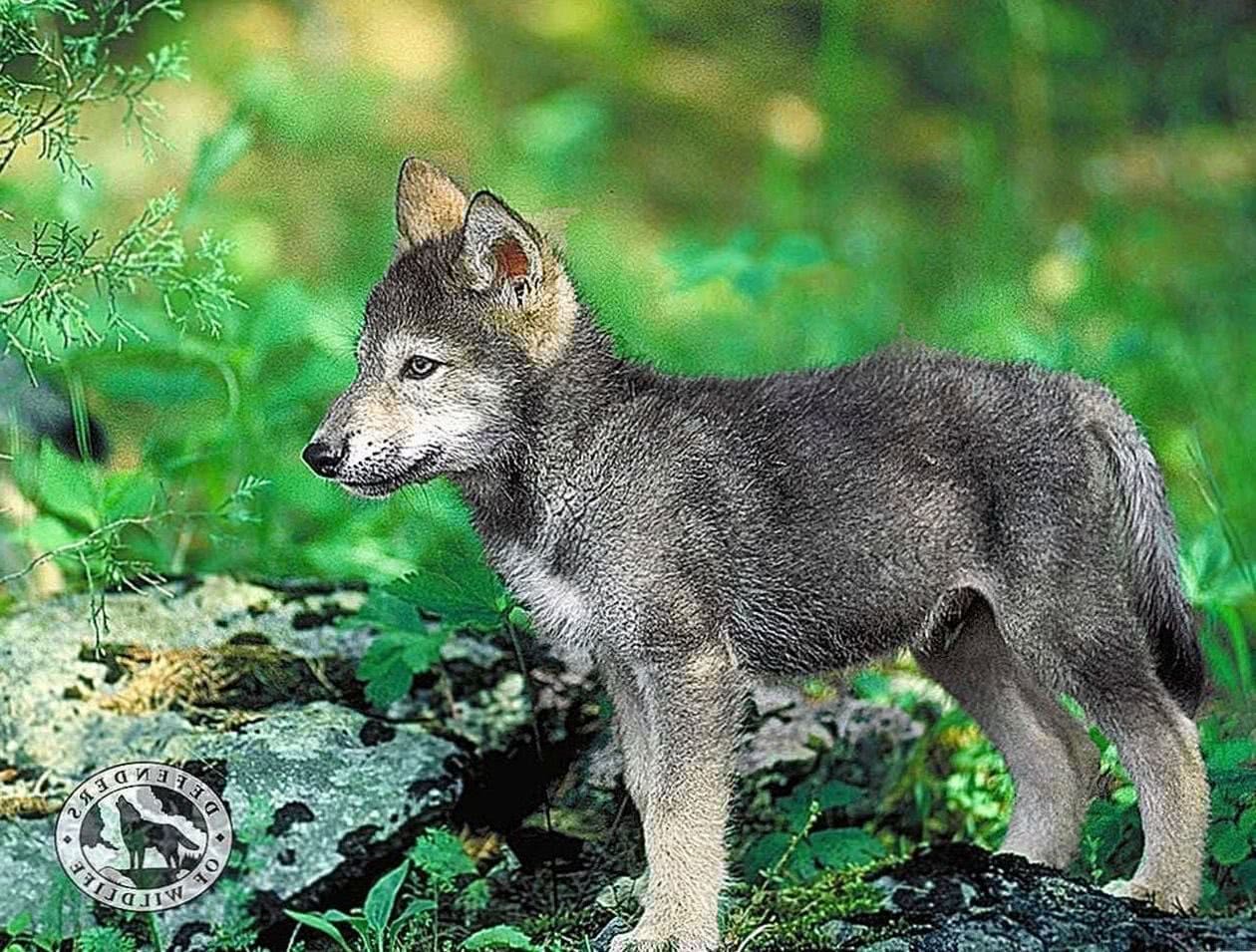 Wallpapers Of Baby Wolf