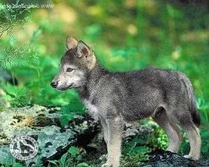 Wolf Baby Wallpapers