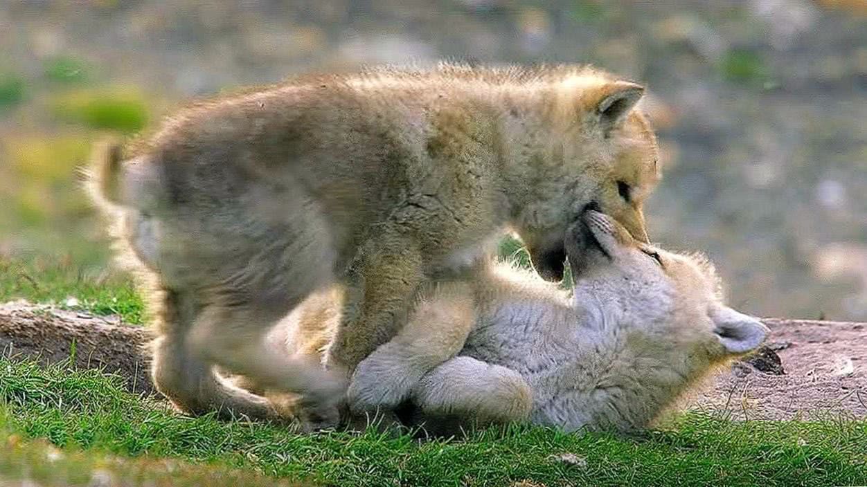 Cute Wolf Family Wallpapers