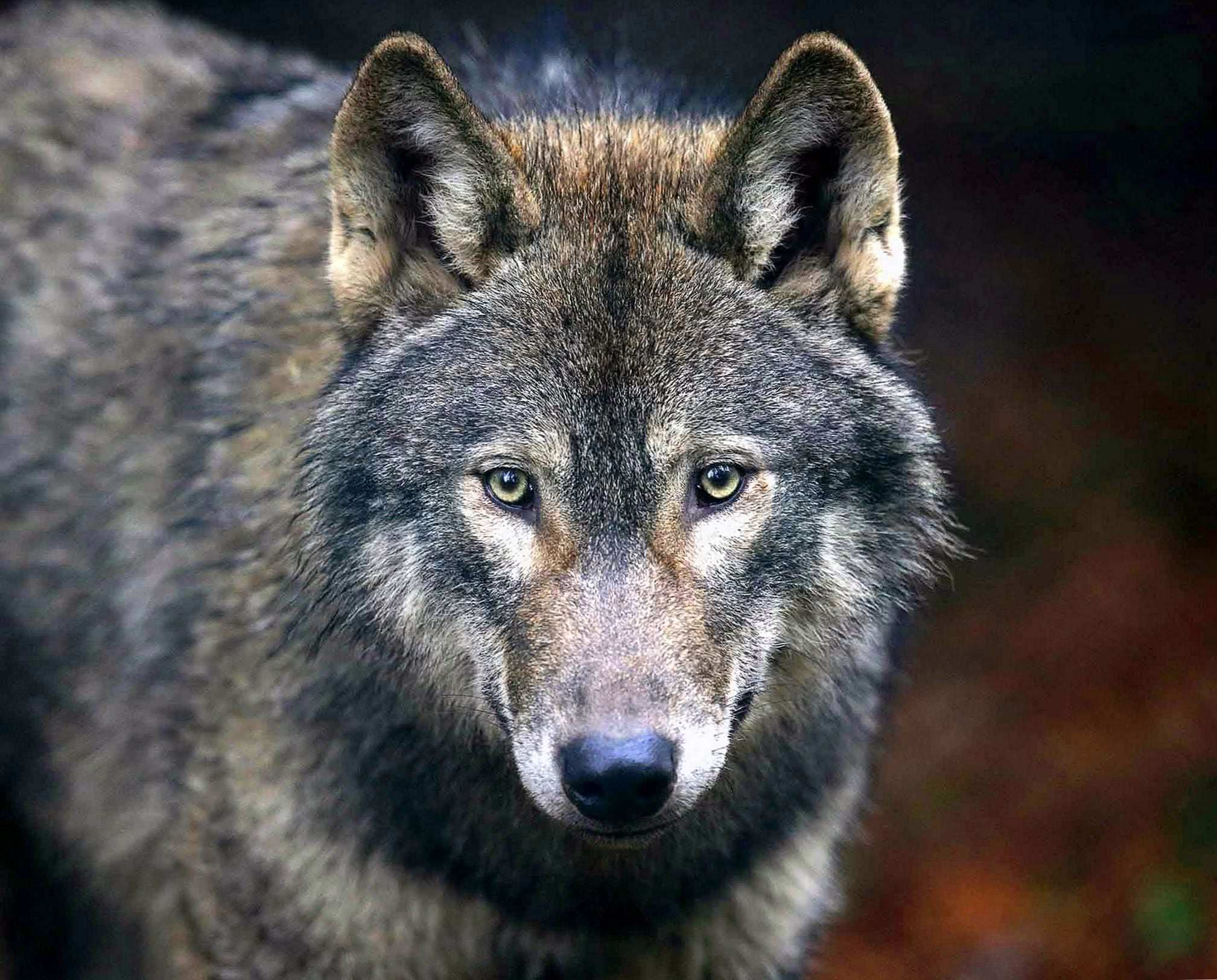 Wolf Wallpaper UK Image 1