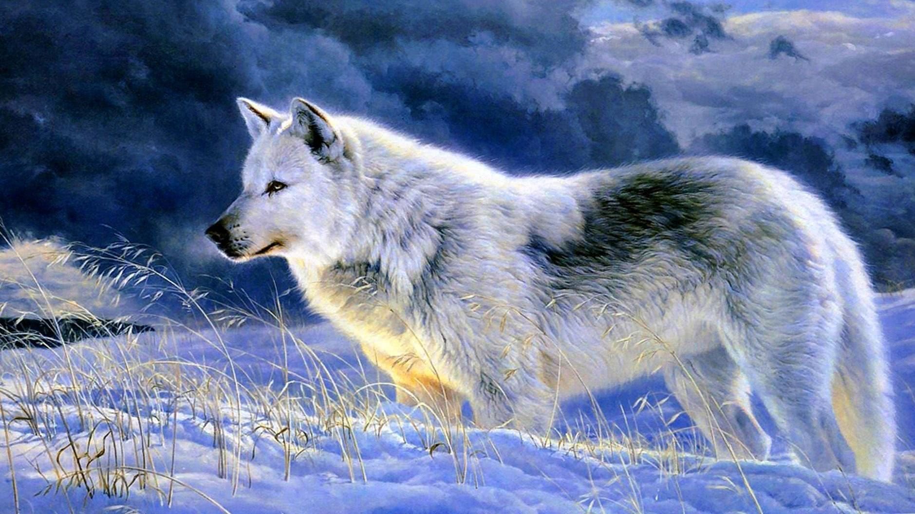Gray Wolf HD Wallpaper Image 1