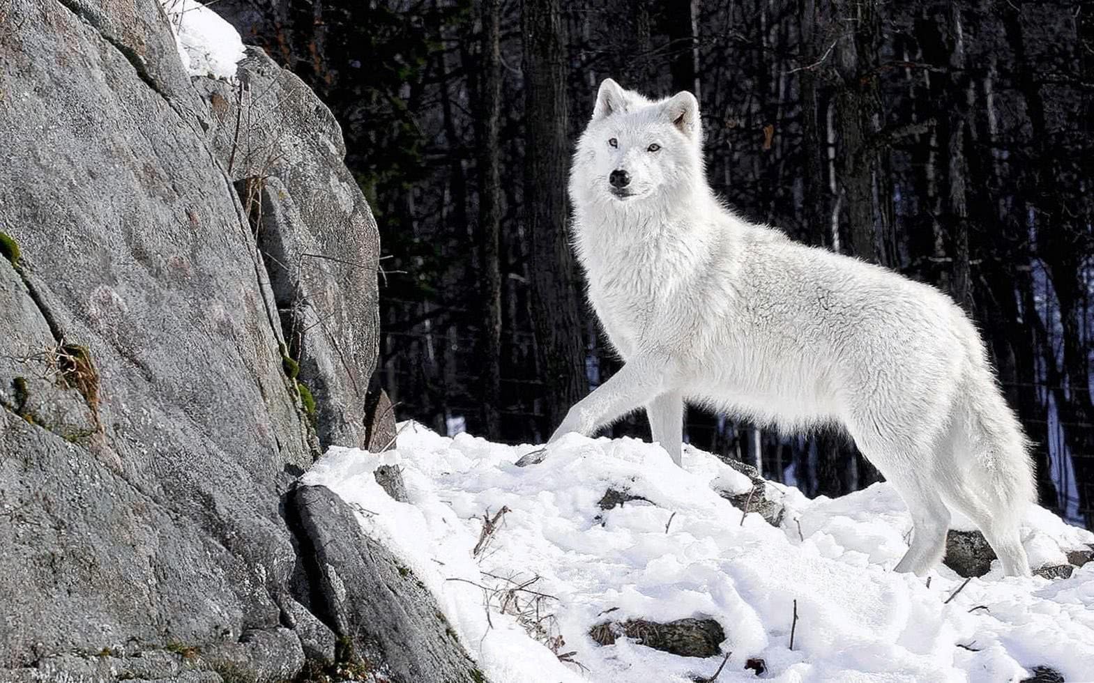 White Wolf HD Wallpapers