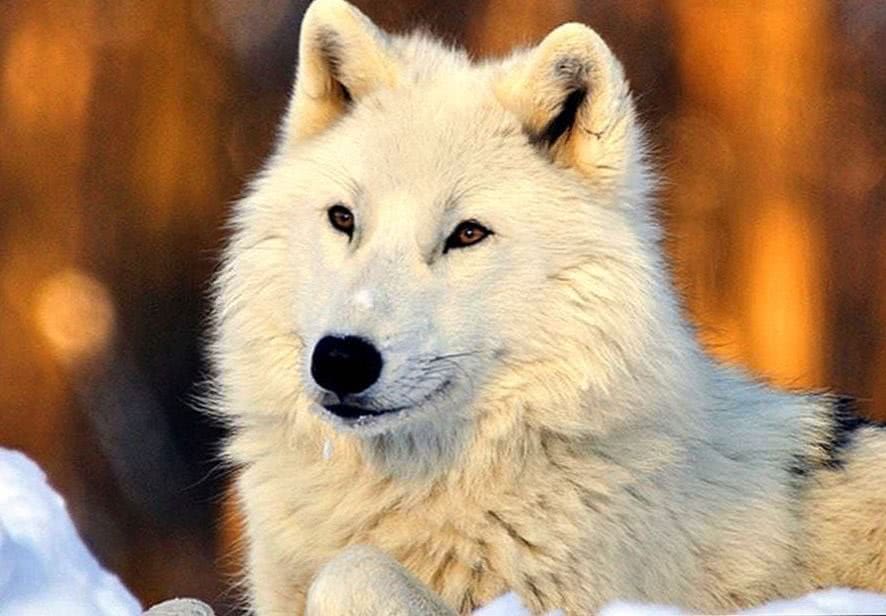 beautiful wolf wallpaper hd background image 5