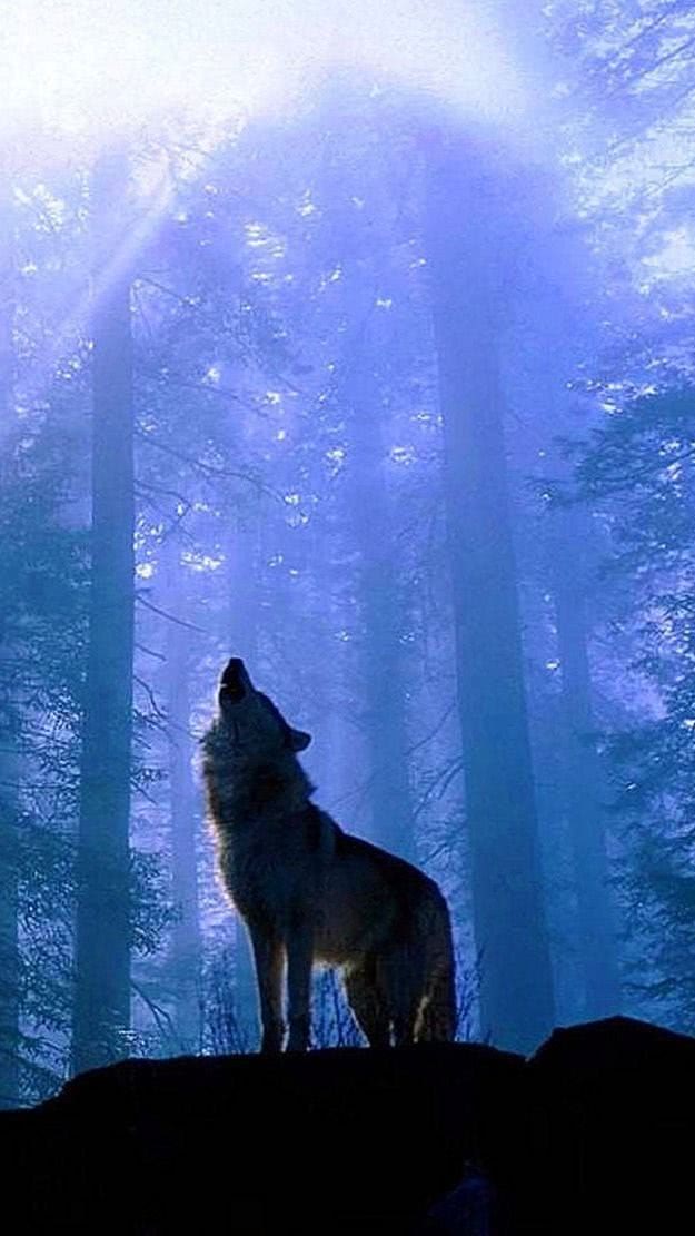 iphone wallpaper lone wolf background image 2