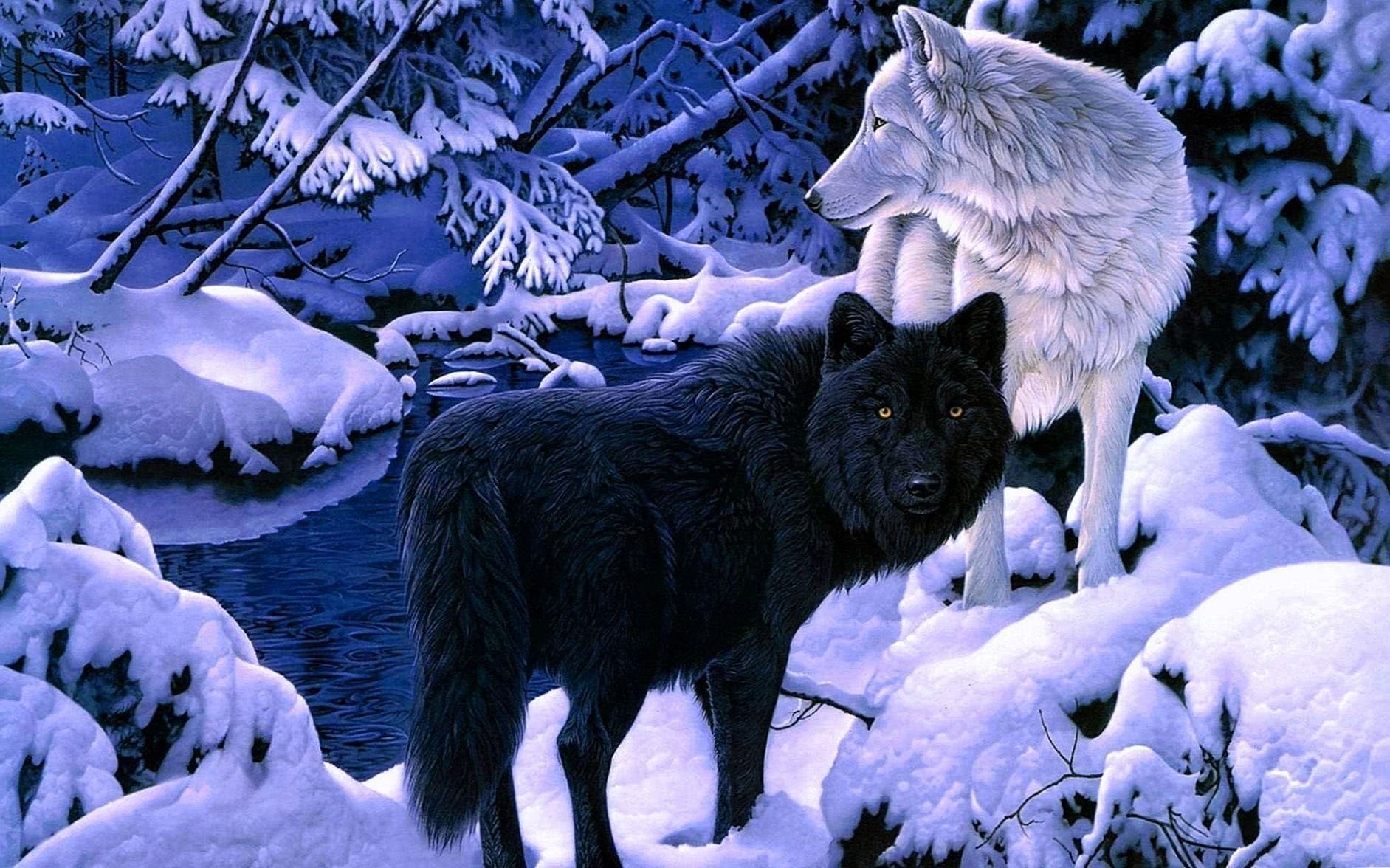 wolves black and white wallpaper background image 6