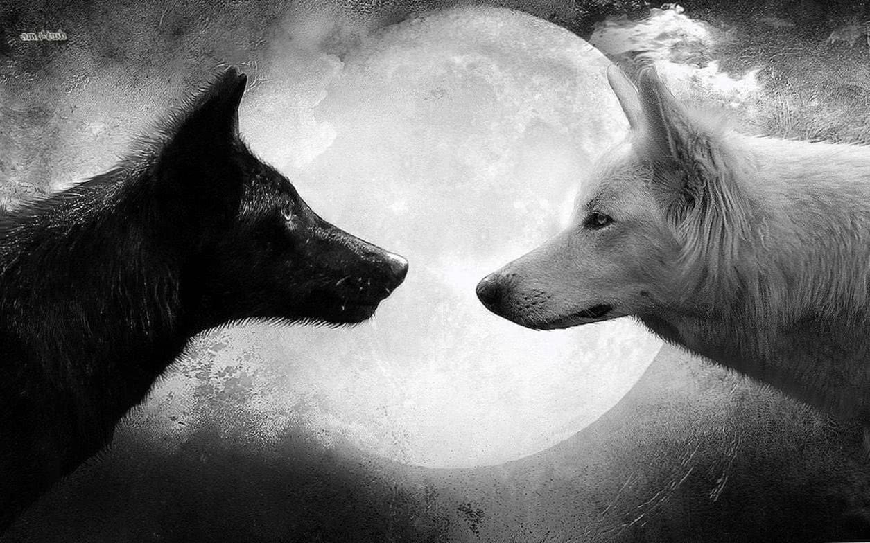 wolf wallpaper white and black background image 2