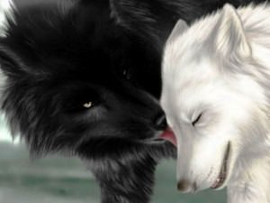 Black And White Wolf HD Wallpaper Image 2