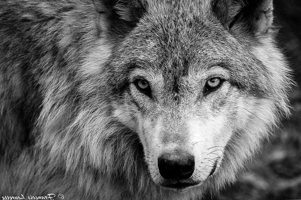Wolf Black And White Wallpapers