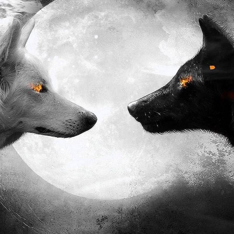 Wallpapers Black And White Wolves