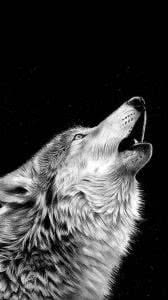 Black And White Wolf Wallpaper iPhone Image 1