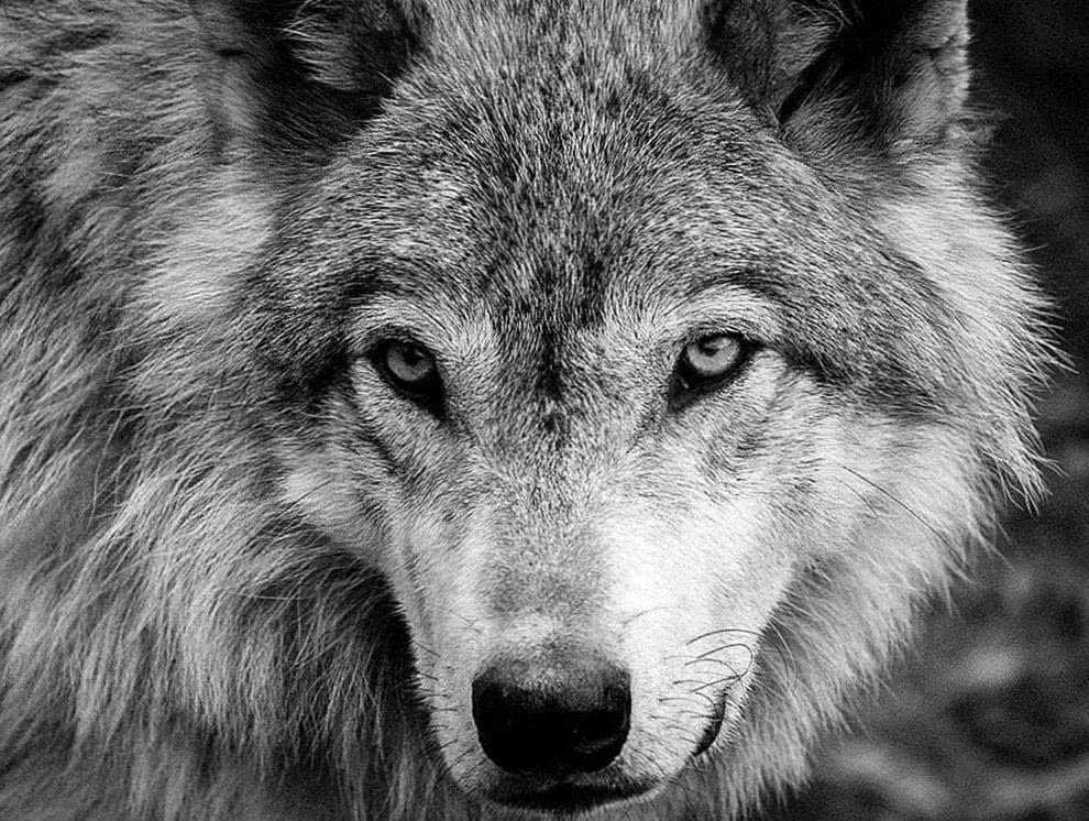 Wolf Wallpaper White And Black Image 1