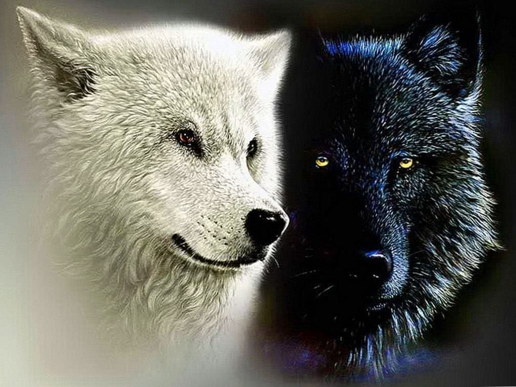wolf wallpaper white and black background image 3