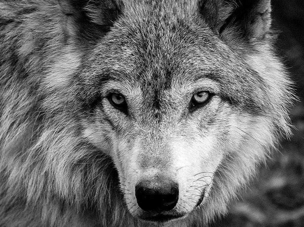 wolves black and white wallpaper background image 2