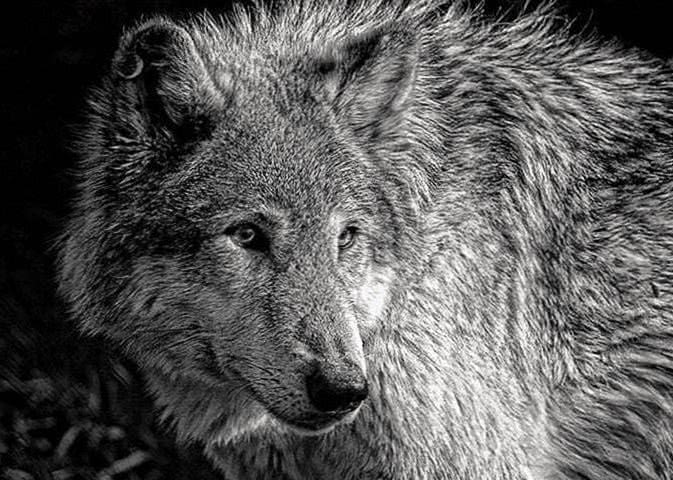 Black And White Wolf Wallpapers