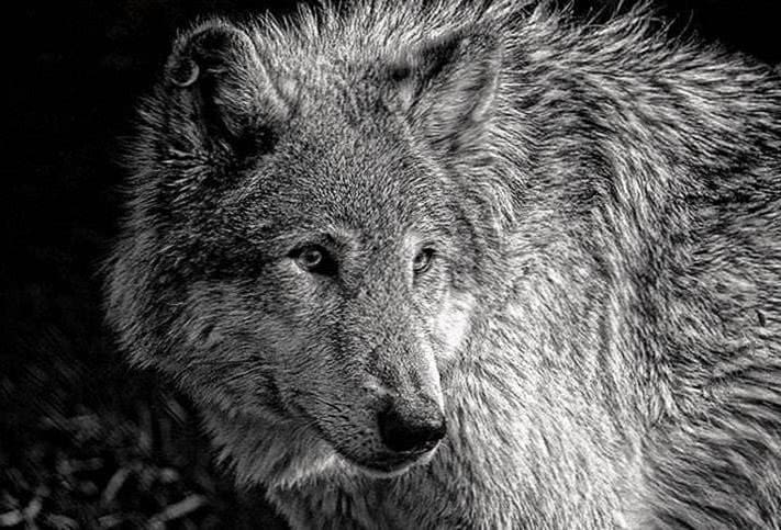 Black Wolf And White Wolf Wallpapers