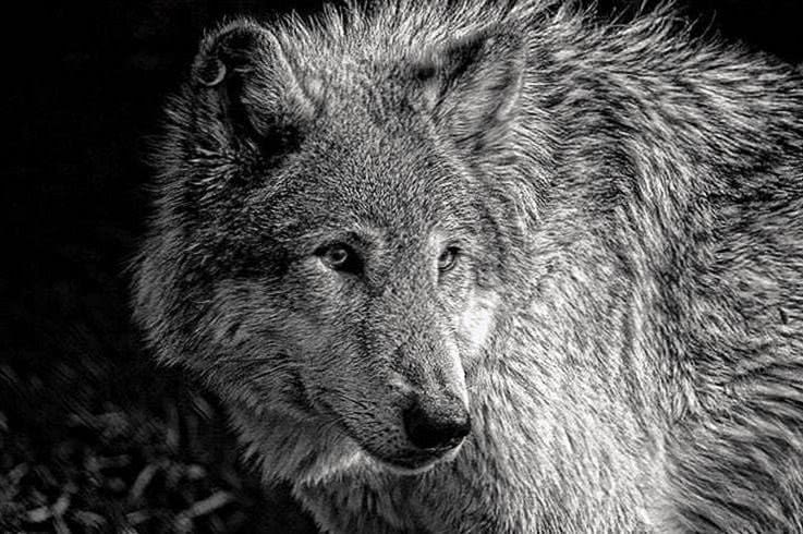 wallpaper black and white wolves background image 3