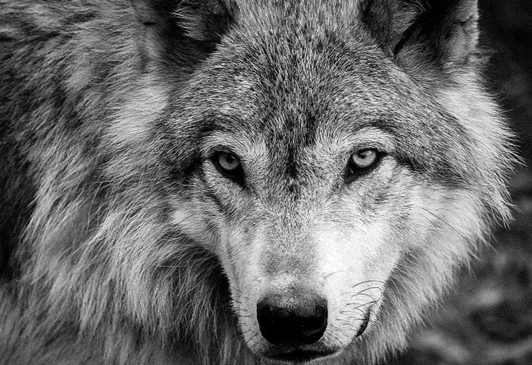 Wolf Wallpapers HD Portrait