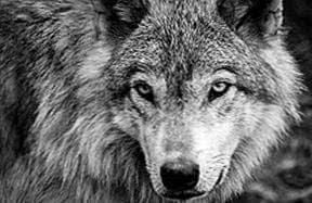 Wolf Wallpaper Black And White Image 1