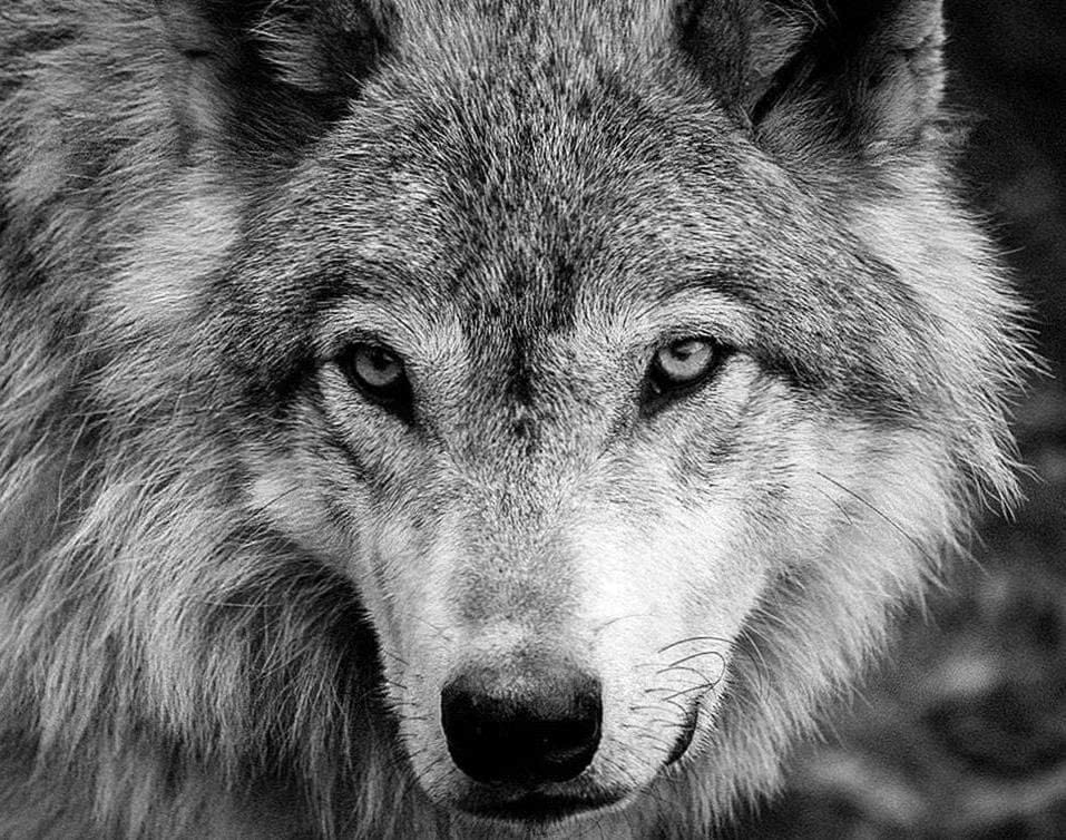 Wolf Wallpaper Black And White Image 1