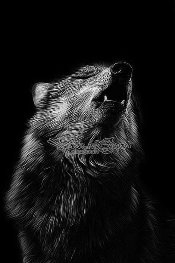 Black Wolf Howling Wallpapers