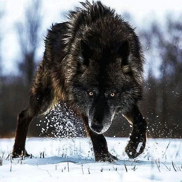 Black Timber Wolf Wallpapers