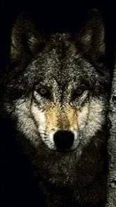 Wolf HD Phone Wallpaper Image 1