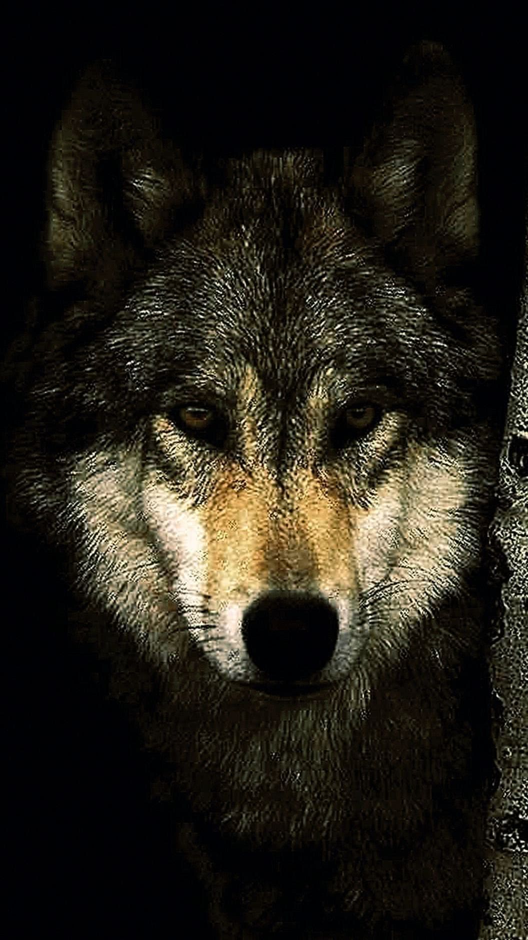 wallpaper hd dark wolf background image 4