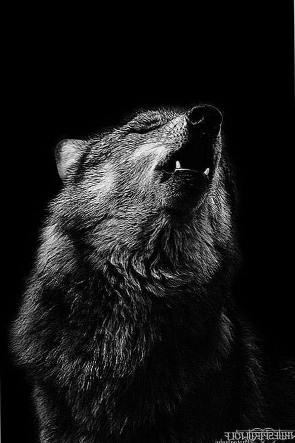 Black And White Wolf Howling At The Moon Wallpapers