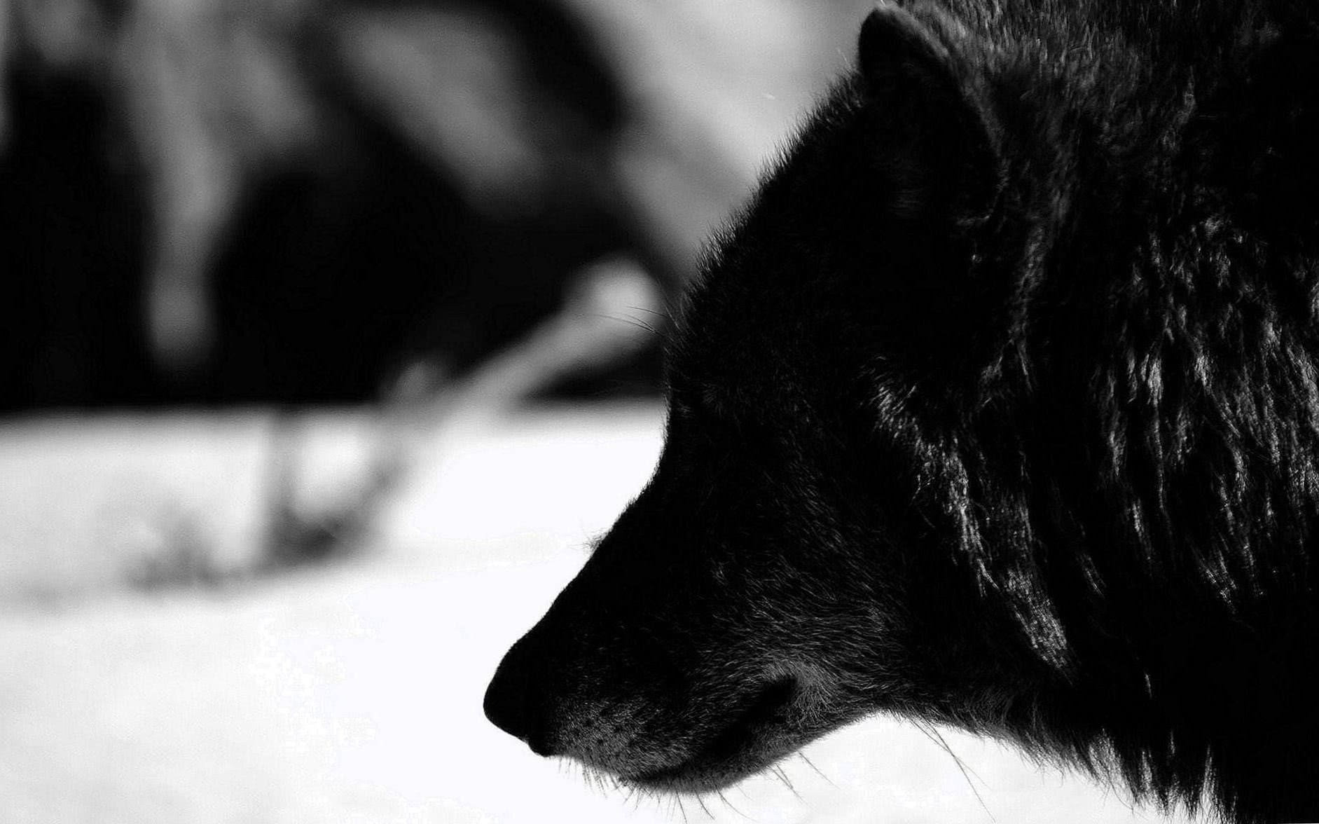 Black Wolf HD Wallpapers For Android