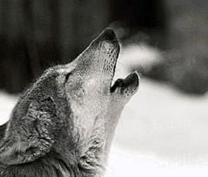 Black Wolf Howling Wallpaper HD Image 1