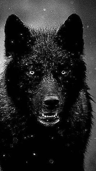 Wallpaper Black Wolf 1080x1920 Image 1