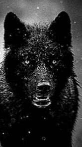 Black Wolf iPhone Wallpapers