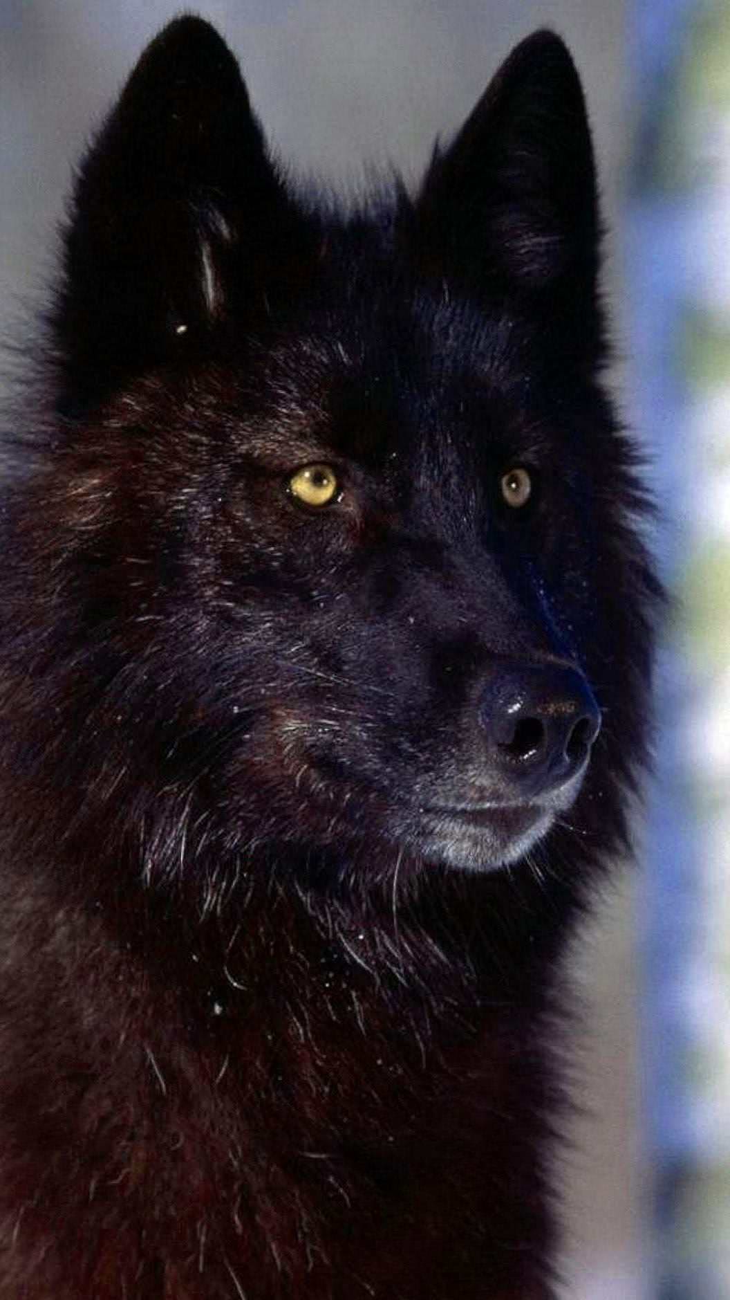 Black Wolf Wallpapers Mobile