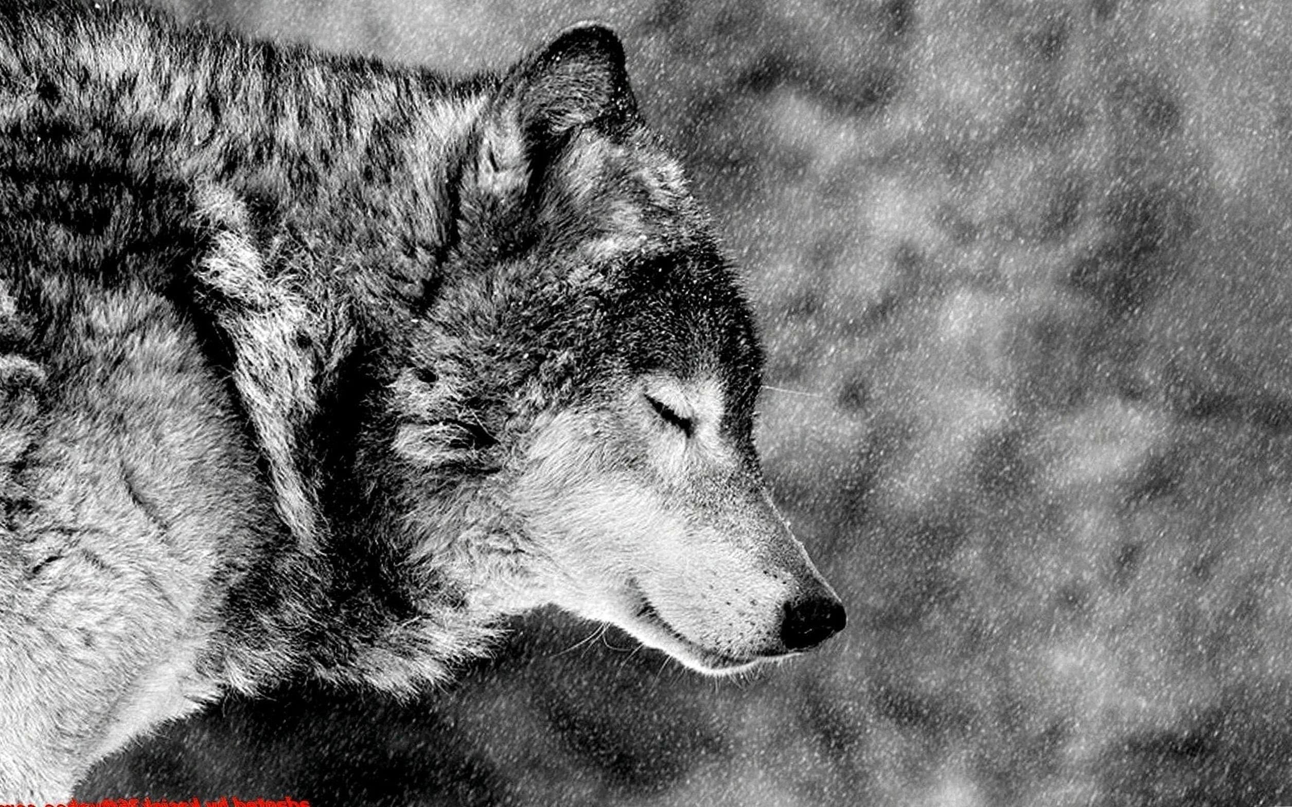 Alpha Wolf HD Wallpapers
