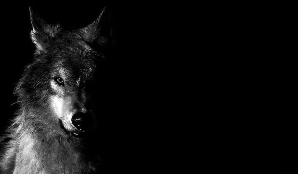 Black Wolf Face HD Wallpapers - Wolf-Wallpapers.pro