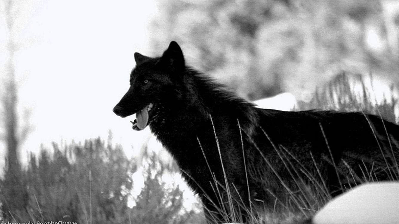 hd wallpaper 1366×768 wolf background image 5
