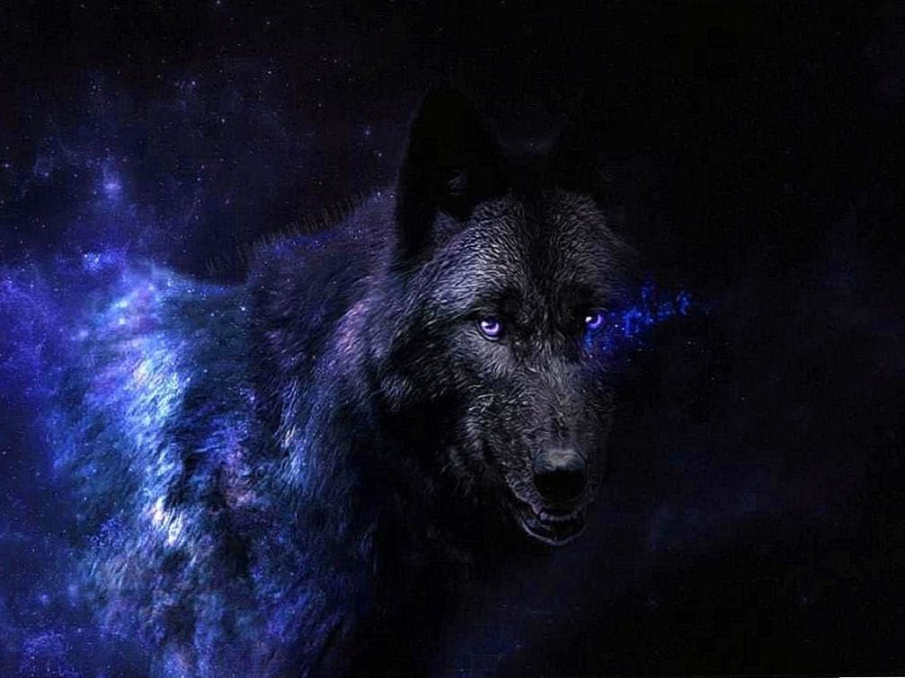 black wolves with blue eyes wallpaper background image 4