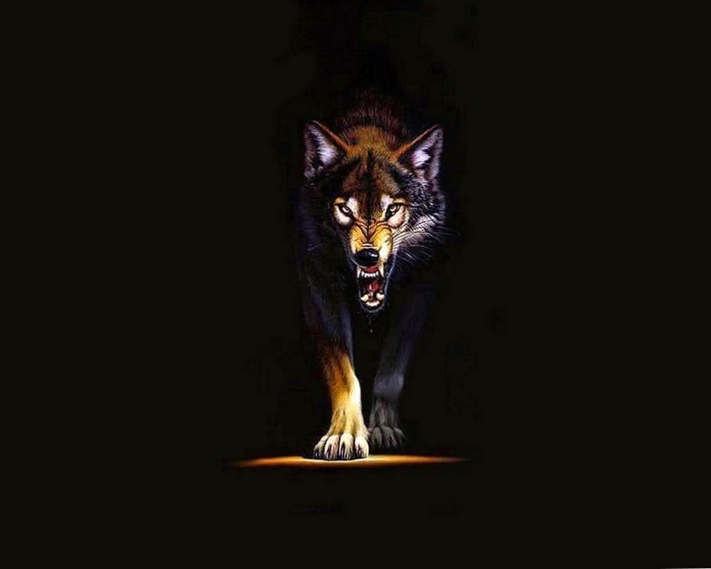 Black Wolf HD Wallpapers