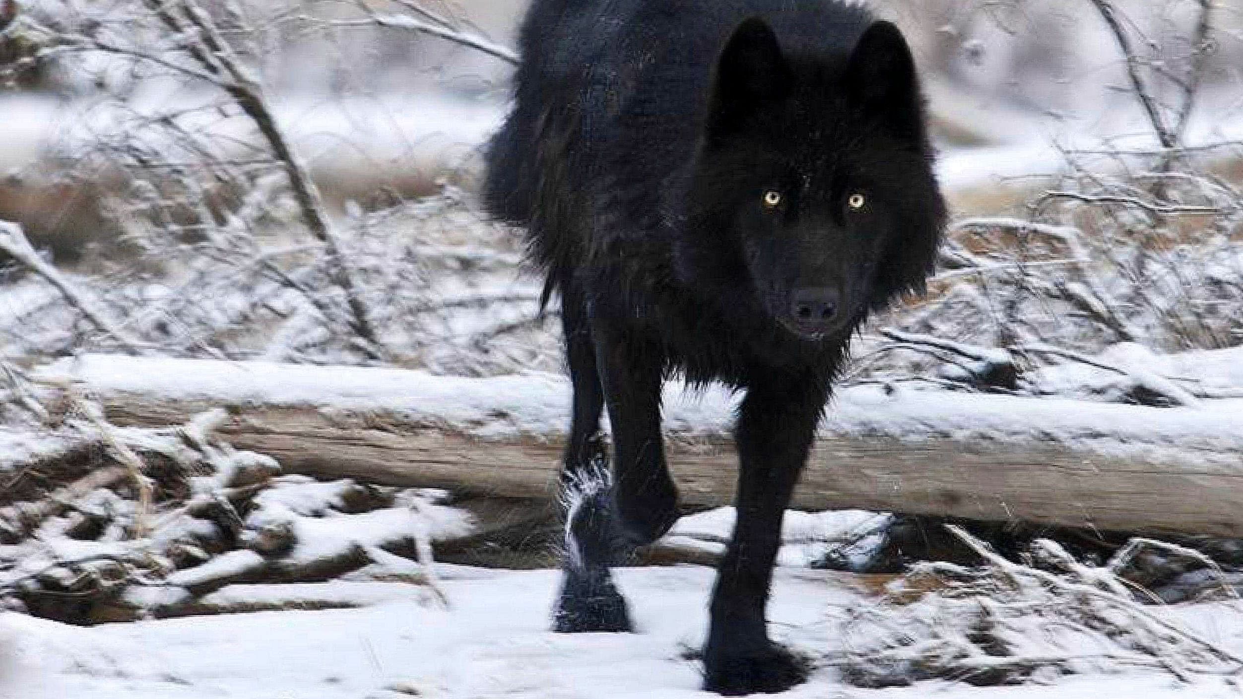 HD Wallpapers Of Black Wolf