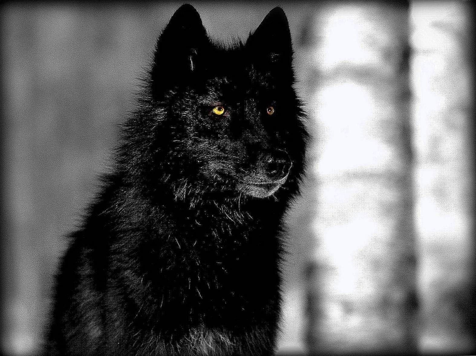 Pics Of A Black Wolf Wallpaper Image 1
